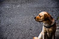一只拉布拉多猎犬的特写，坐在户外人行道上