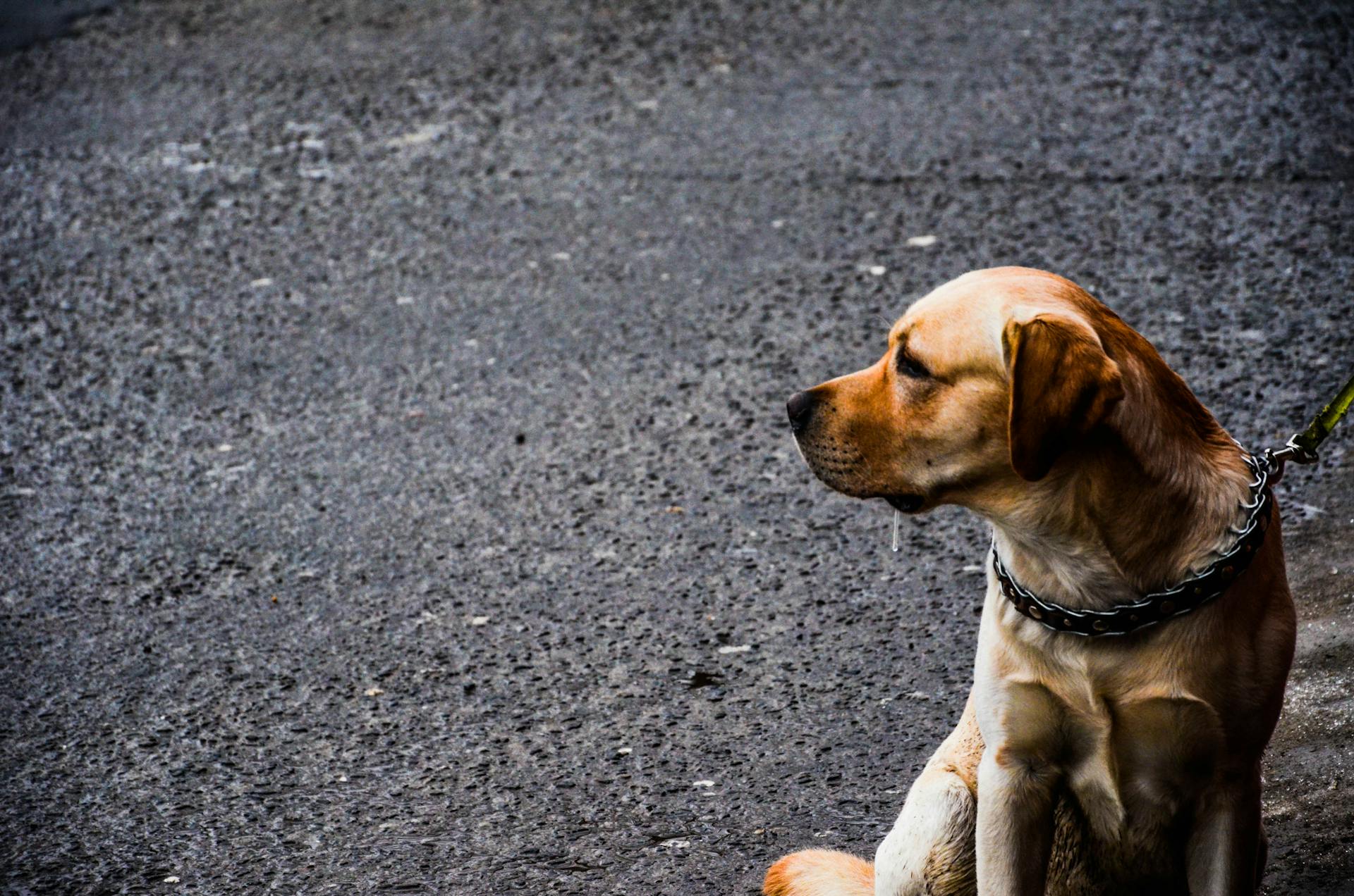 Adult Yellow Labrador Retriever Sitting on Concrete Road