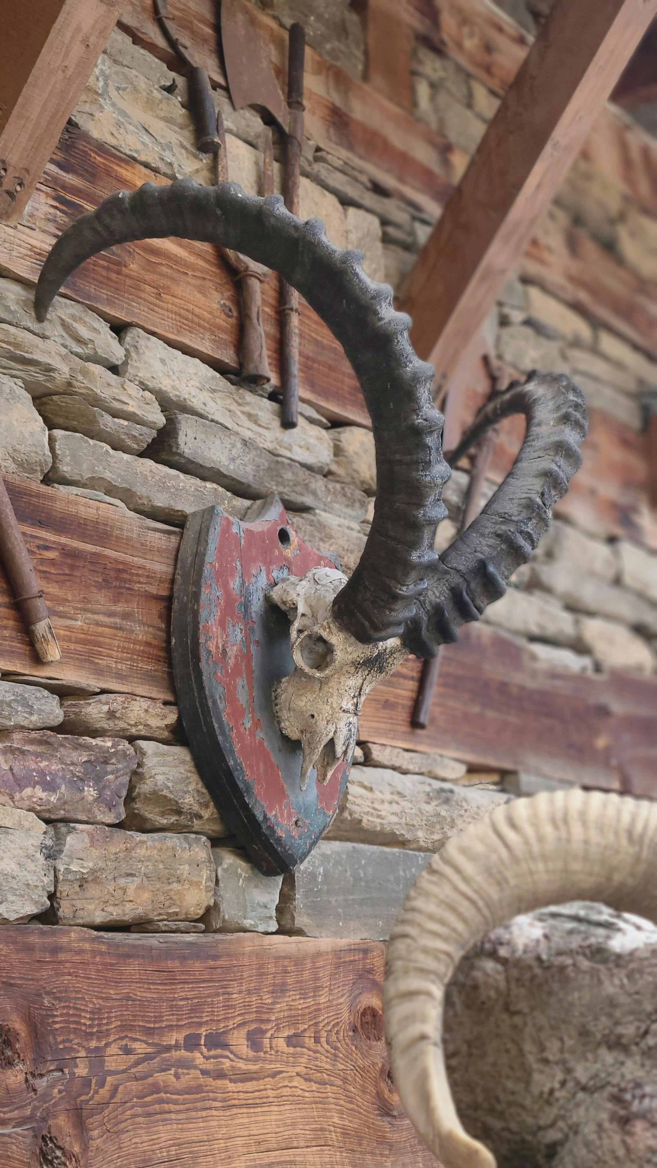 Gratuit Décoration Murale Rustique Avec Cornes D'animaux Montées Photos