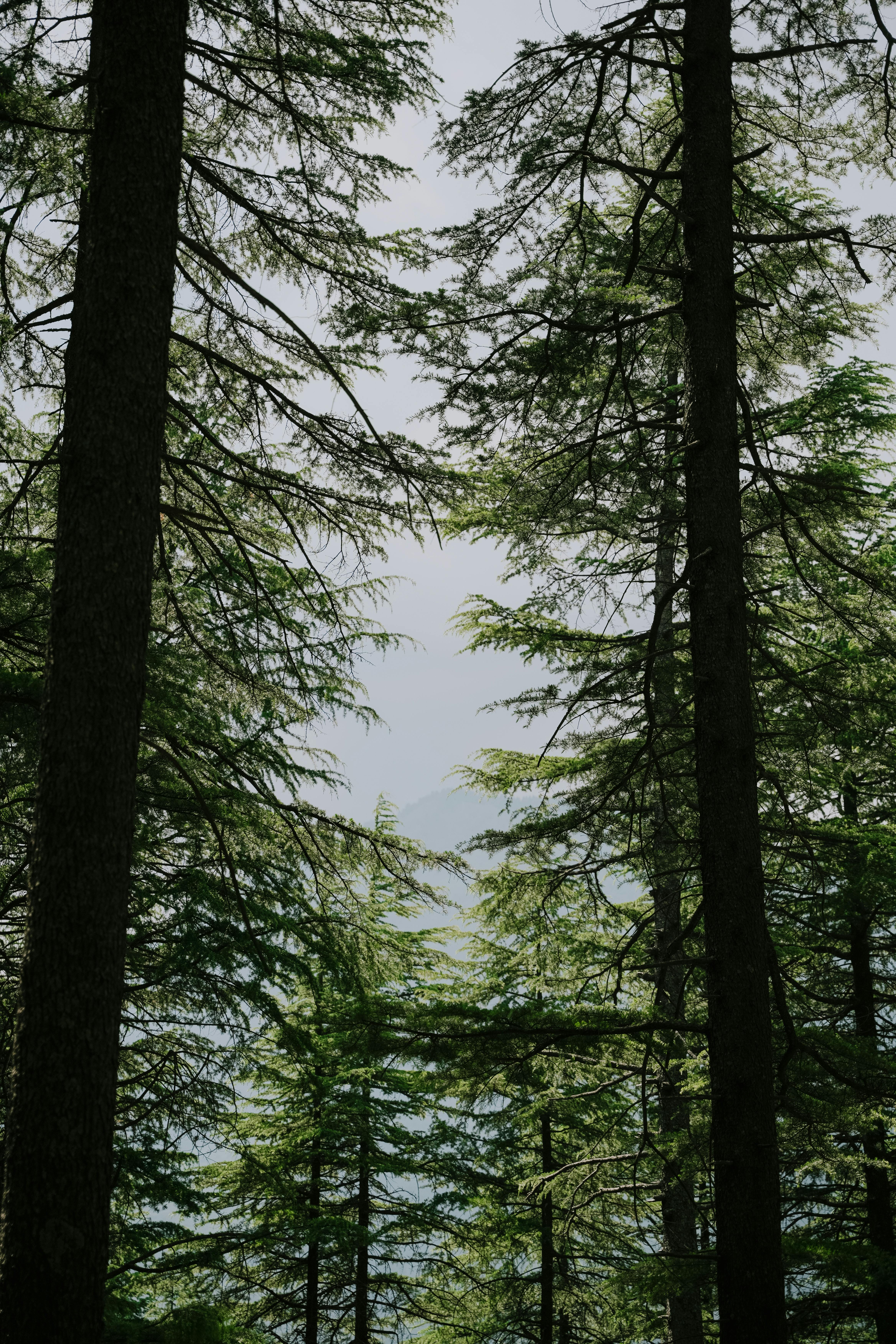 Serene forest landscape featuring tall pine trees under a gentle sky, offering a tranquil nature scene.