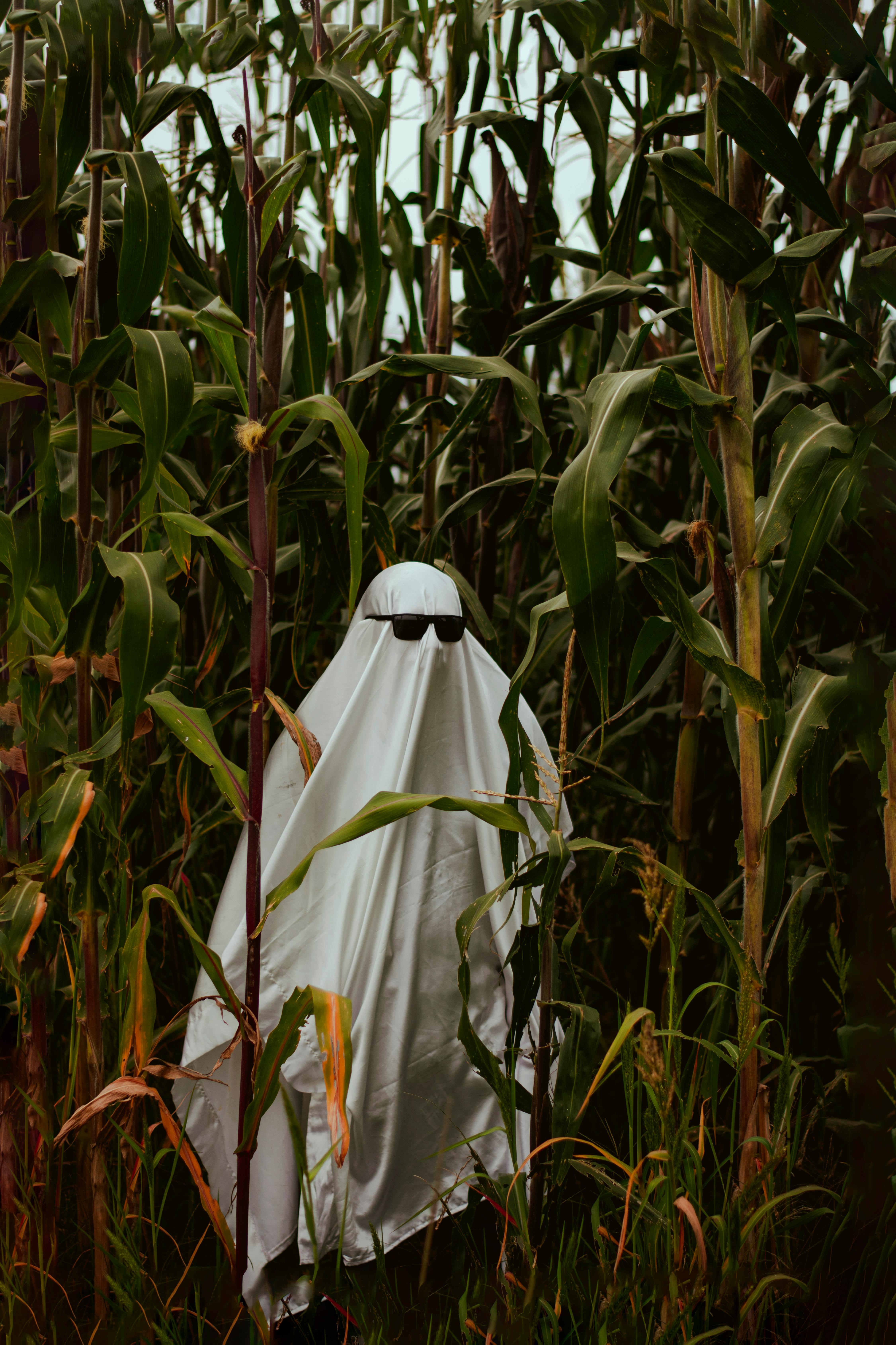 A playful ghost in sunglasses stands amidst tall corn stalks, creating a spooky yet humorous scene.