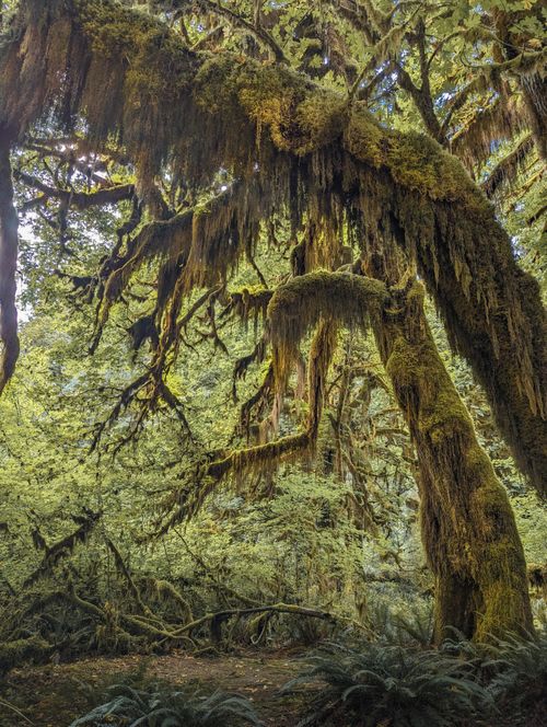 Free Moss-covered trees in Hoh Rain Forest showcasing natural beauty. Stock Photo