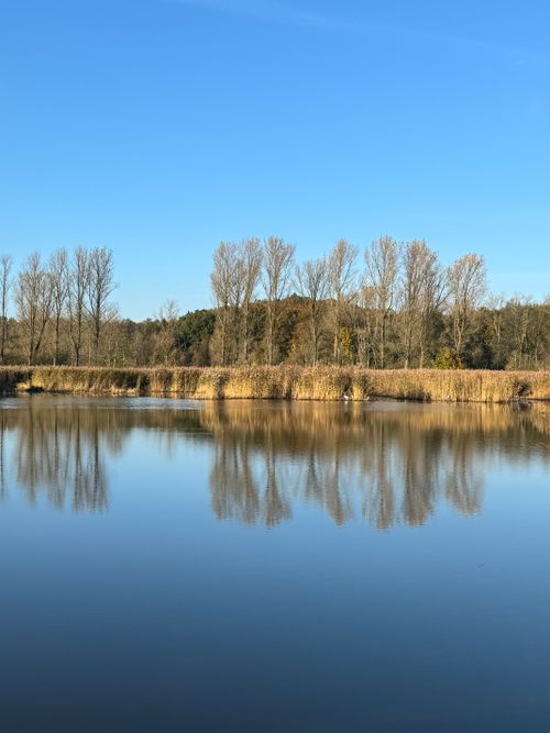 Free Tranquil scene of a lake reflecting bare trees under a clear blue sky. Stock Photo