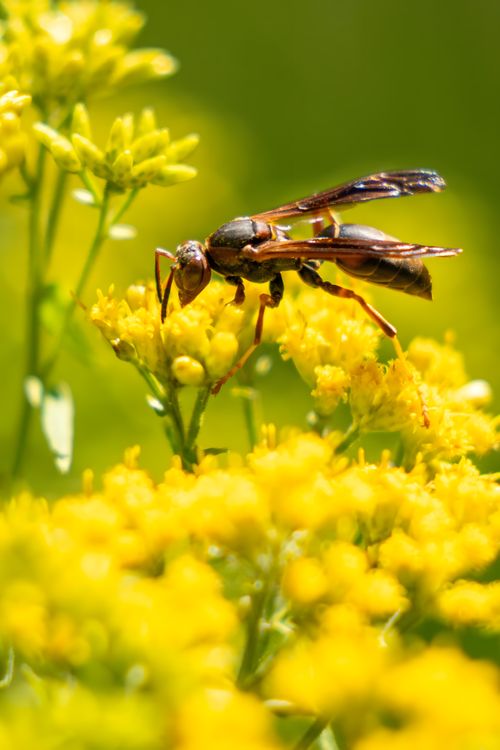 Free A wasp pollinating vibrant yellow flowers in a bright natural setting. Stock Photo