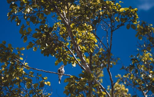 Free stock photo of bird