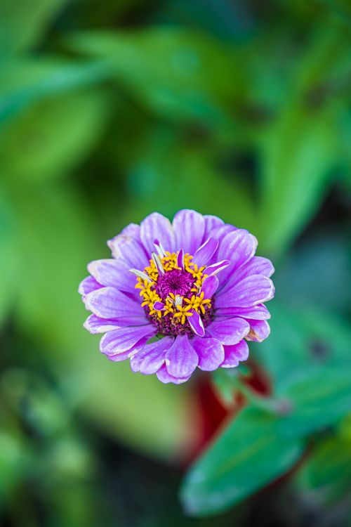 Free Close-up of a vibrant purple chrysanthemum with yellow center, showcasing nature's beauty. Stock Photo