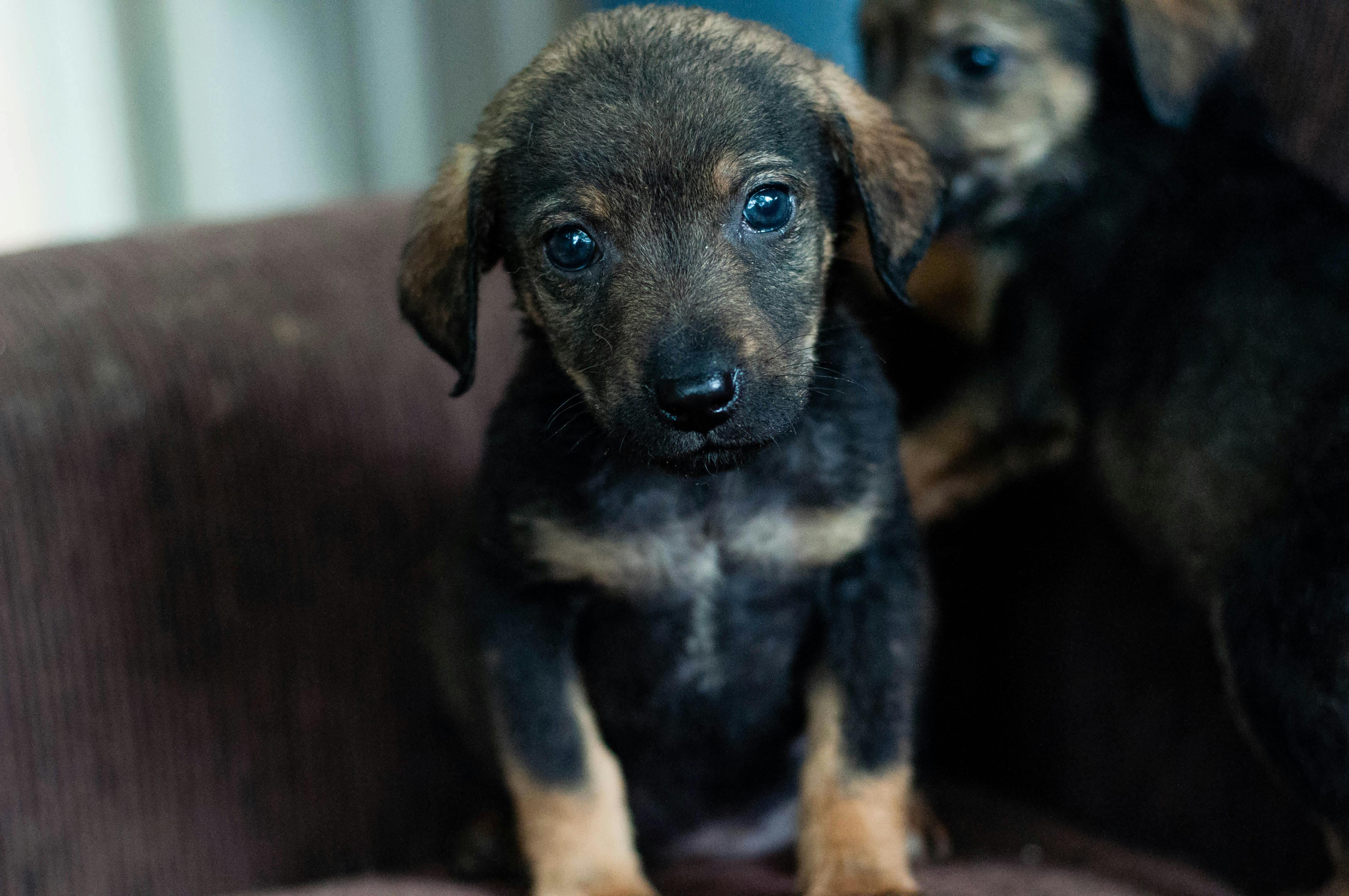 Adorable Rescued Puppy on Sofa