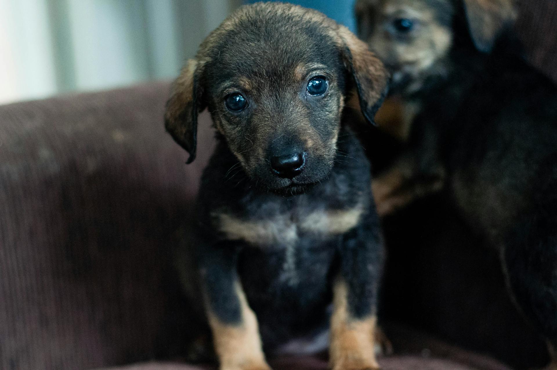 Un adorable chiot sauvé sur le canapé