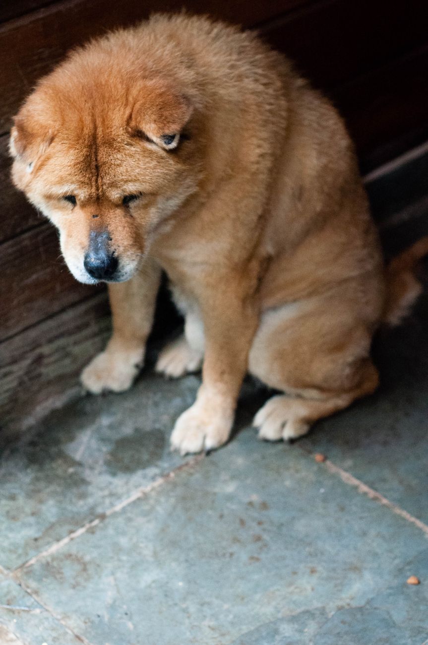shelter dogs