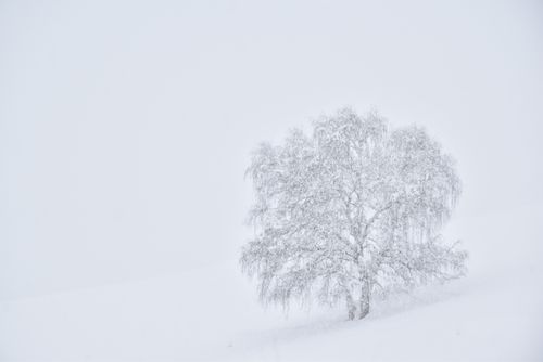 Free A lone tree stands covered in snow in a vast winter landscape, evoking serenity. Stock Photo