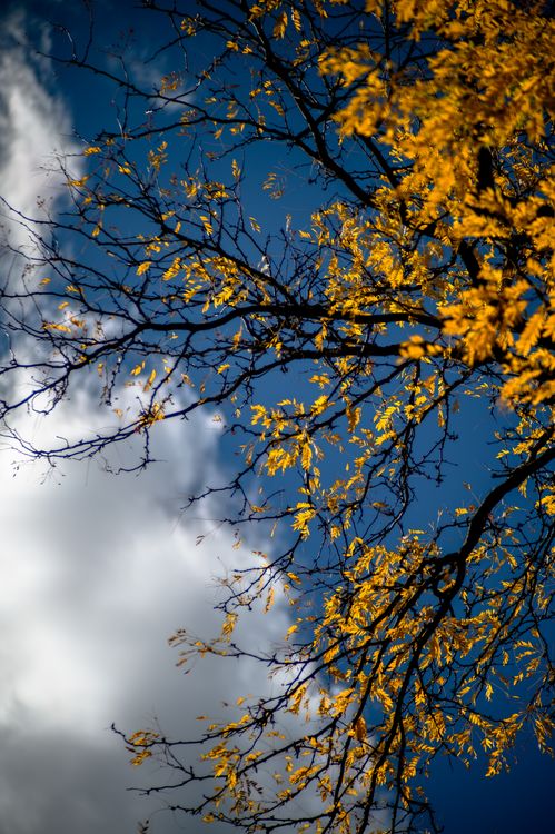 Vibrant Fall Colors in Blue Sky Contrast · Free Stock Photo