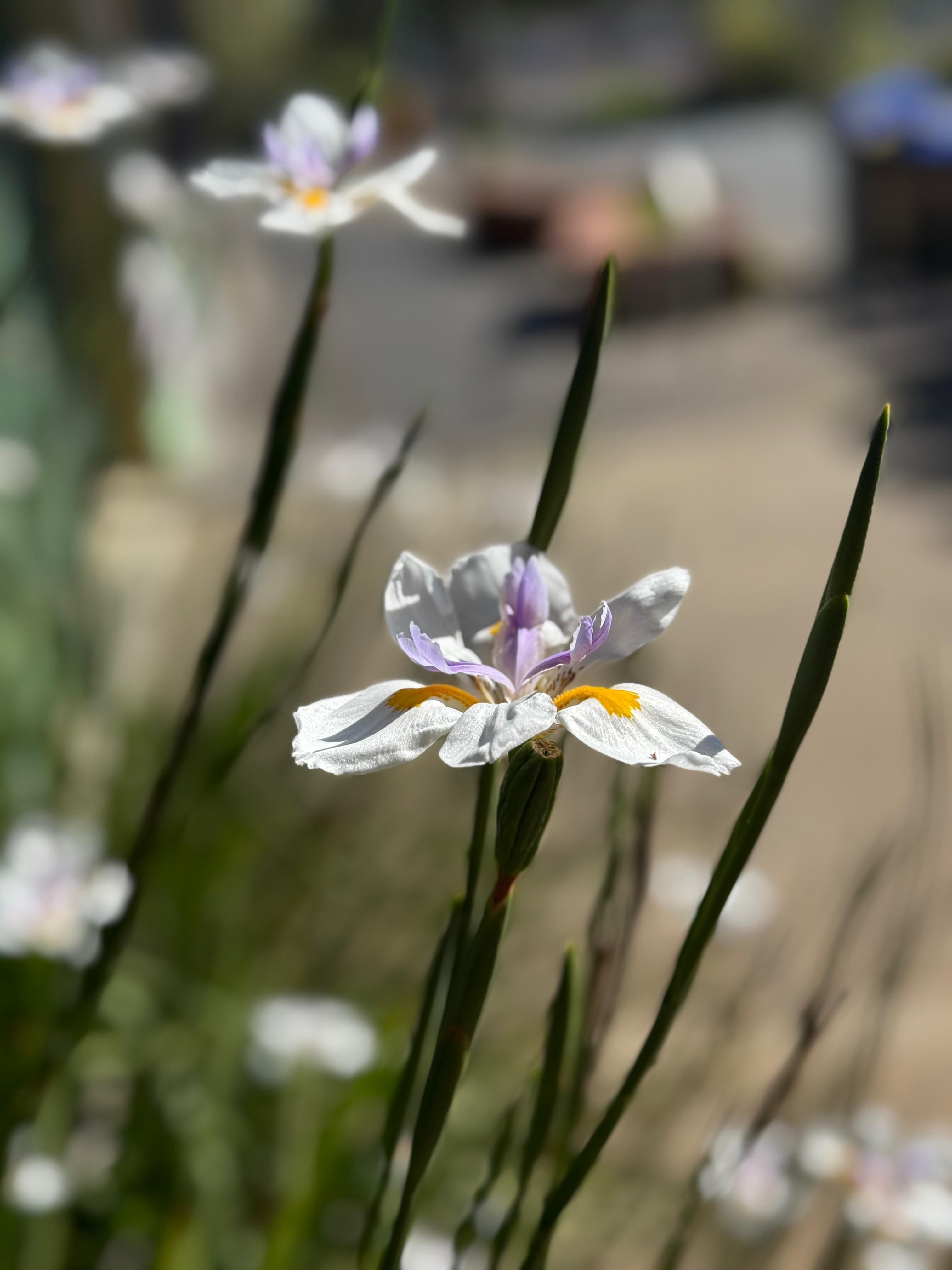 Close-up of a white wild iris with lavender accents in a sunny outdoor setting.