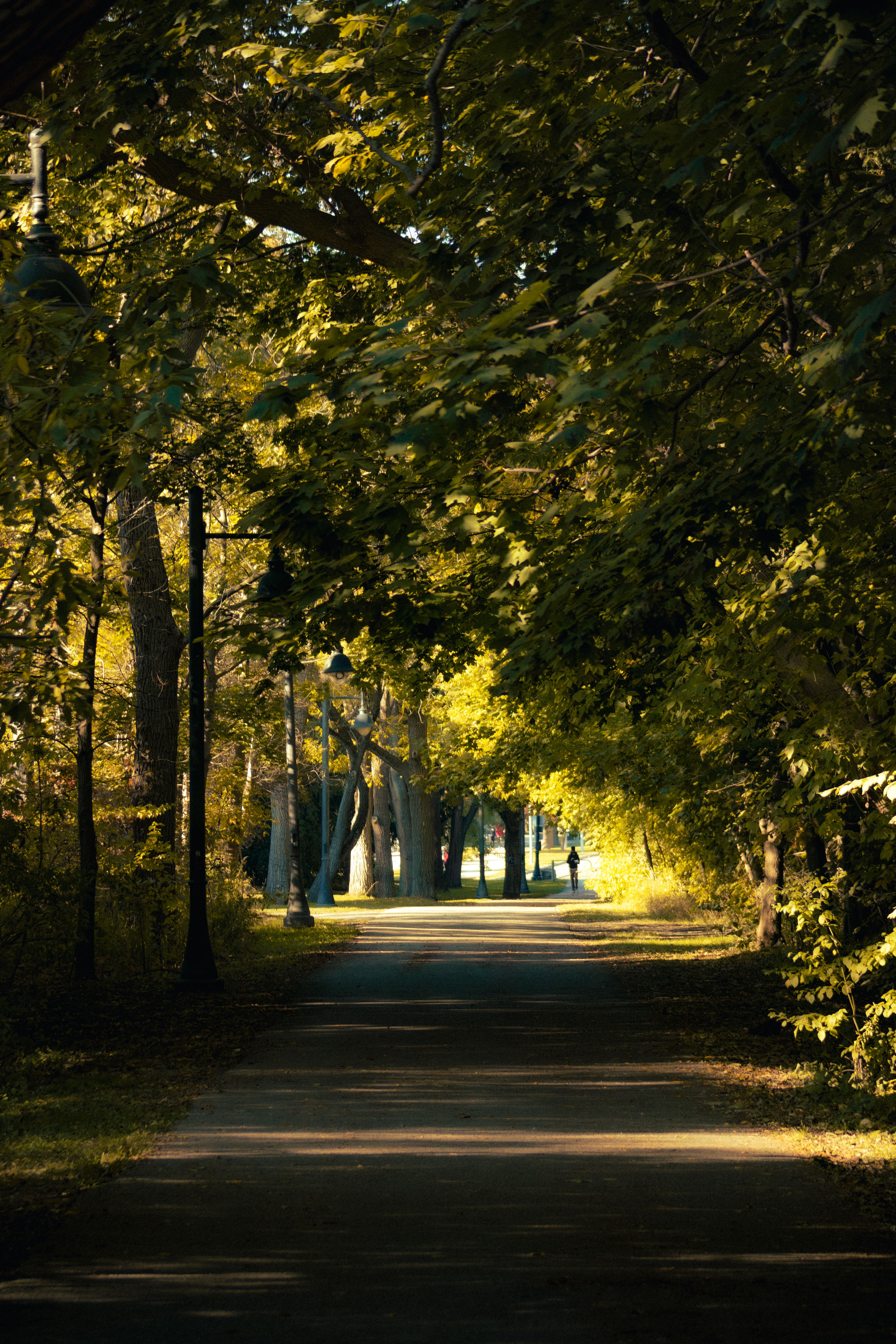 Serene Autumn Pathway in Toronto Park · Free Stock Photo