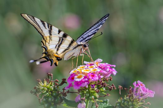 Close-up of a scarce swallowtail butterfly sipping nectar from colorful flowers in a natural setting.