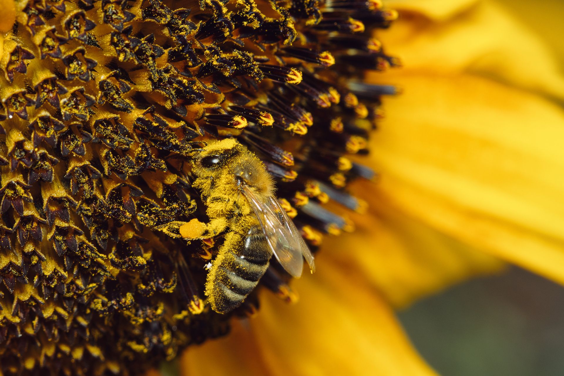 Free stock photo of agriculture, bee, beeswax