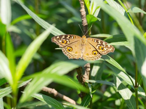 Free Close-up of a brown pansy butterfly with intricate patterns resting on leaves in Dongguan, China. Stock Photo