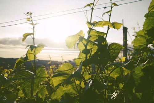 Green Leafed Plant during Golden Hour