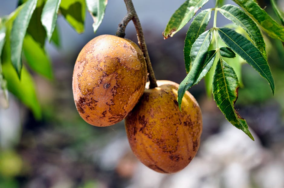 Debunking Common Diet Myths for Optimal Well-being