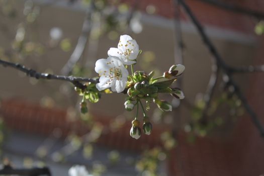 Close-up of blooming cherry blossoms in early spring against blurred background.