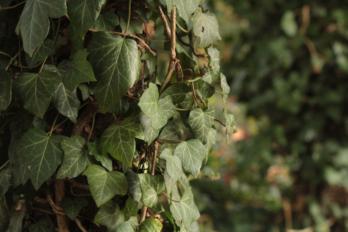 Fall Ivy Close-up of Climbing Ivy in Autumn Light · Free Stock Photo