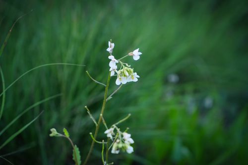 Free Close-up of a delicate white wildflower blooming amidst lush green grass. Stock Photo