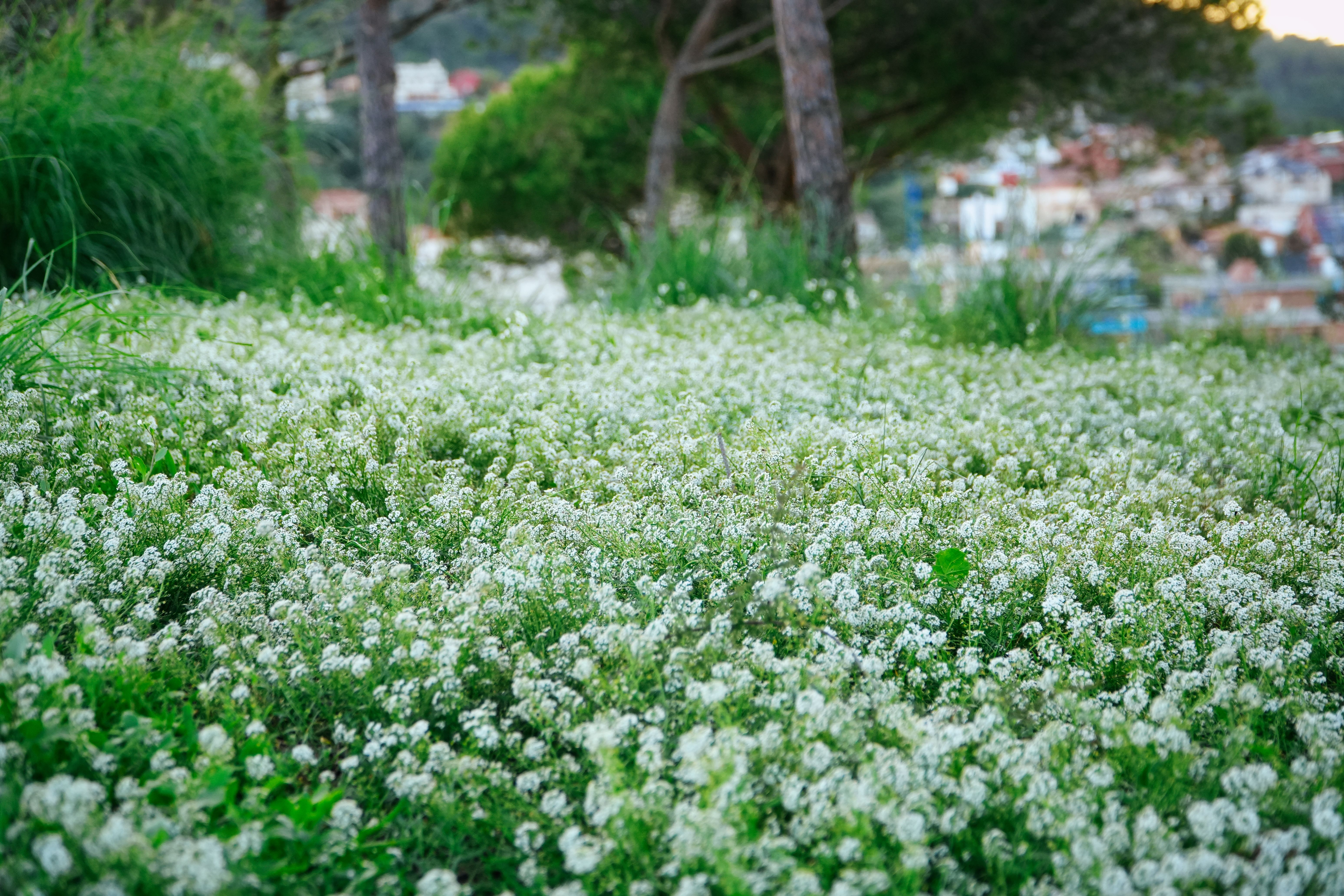 Serene Field of White Flowers in Bloom · Free Stock Photo