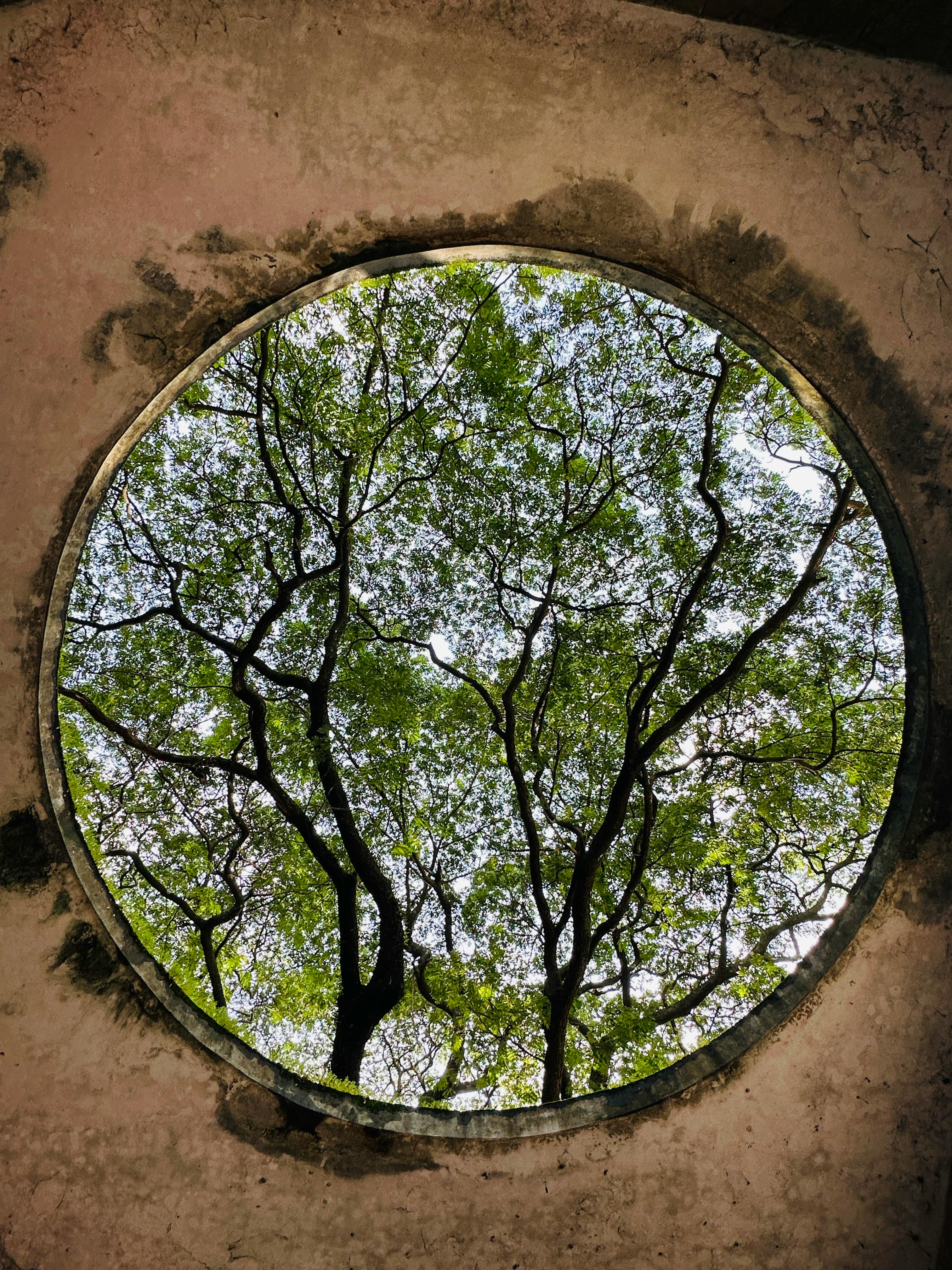 circular view of green tree canopy through stone