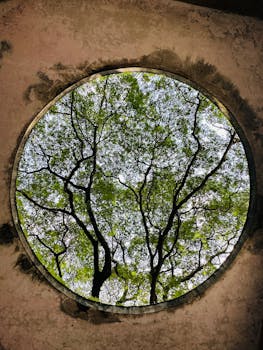 Capture of a tree's canopy through a round stone opening in Palakkad, India.