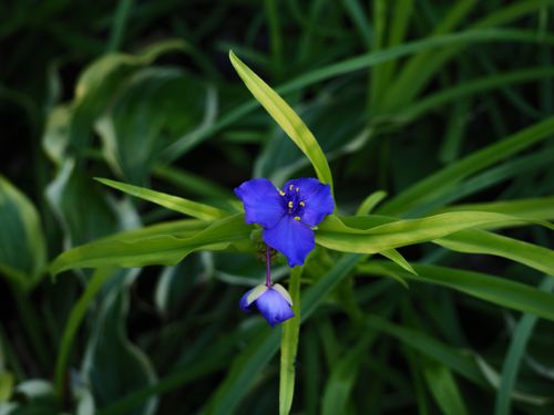 Free Close-up of a vibrant blue flower surrounded by lush green foliage, showcasing natural beauty. Stock Photo