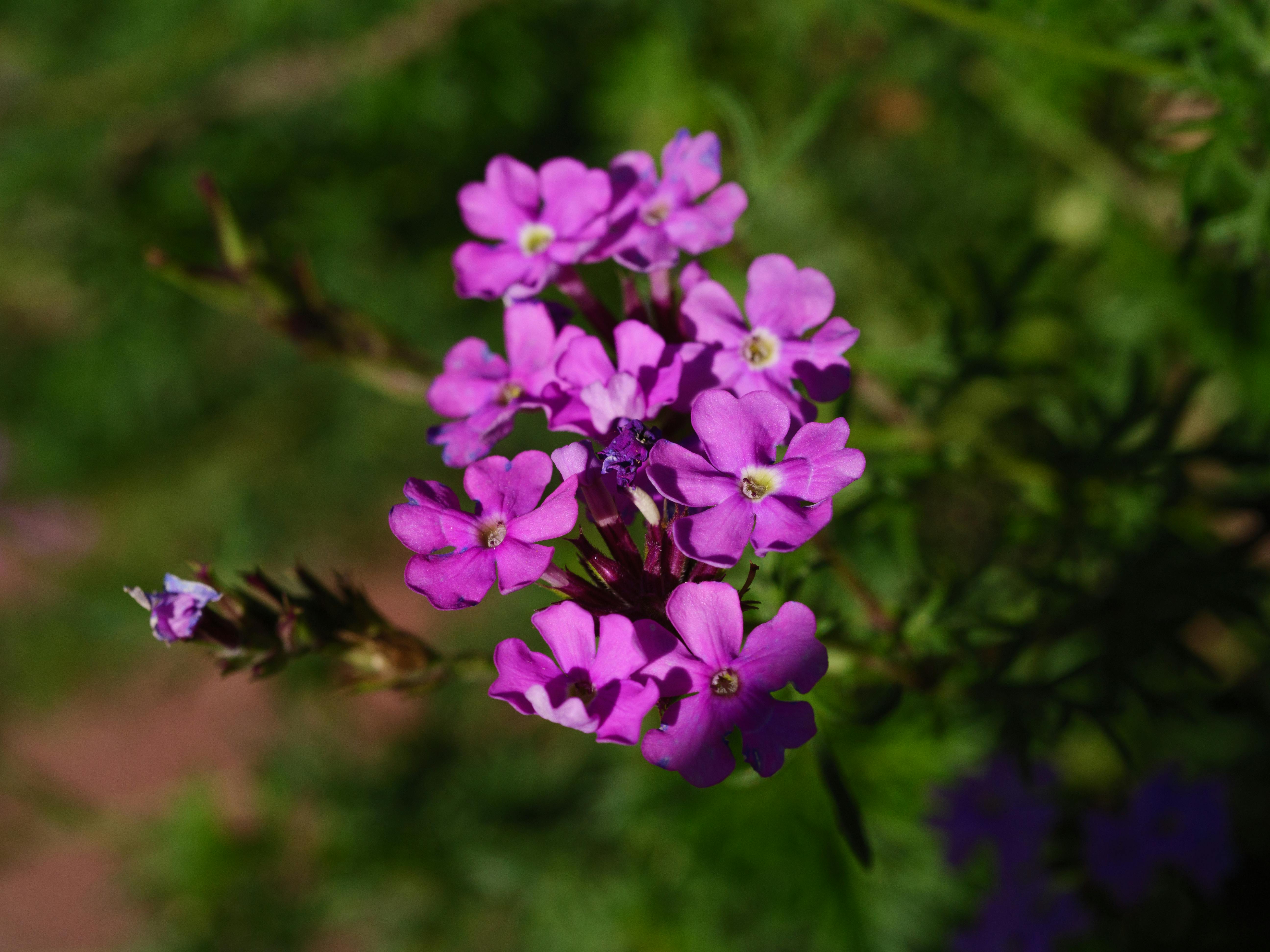 [ColoSach]-detailed-close-up-of-vibrant-purple-verbena-flowers-with-a-green-blurred-background.