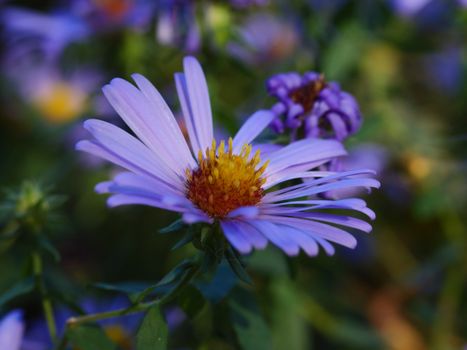 A beautiful close-up of a vibrant purple aster flower in full bloom.