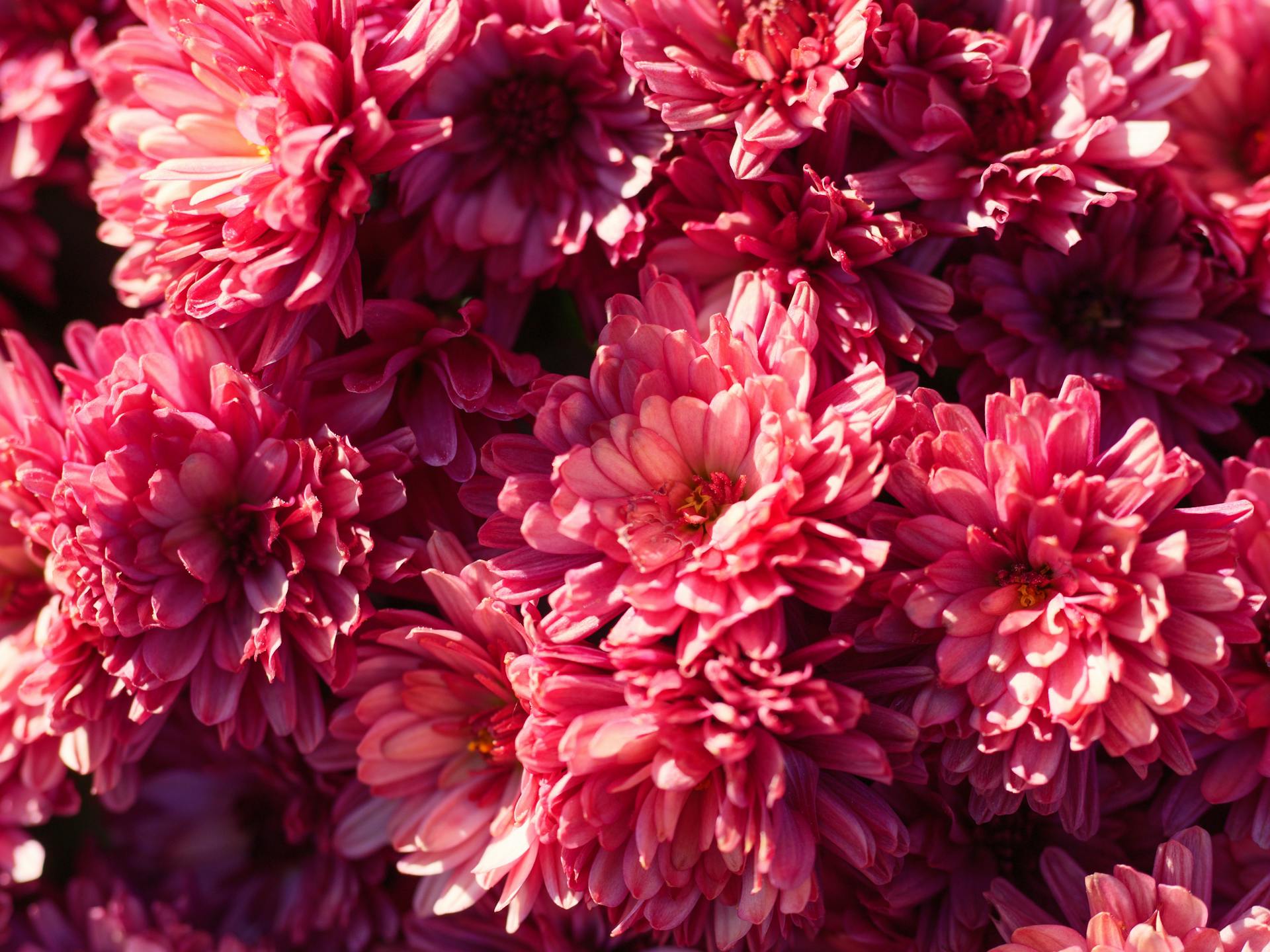 Vibrant Pink Chrysanthemums in Full Bloom