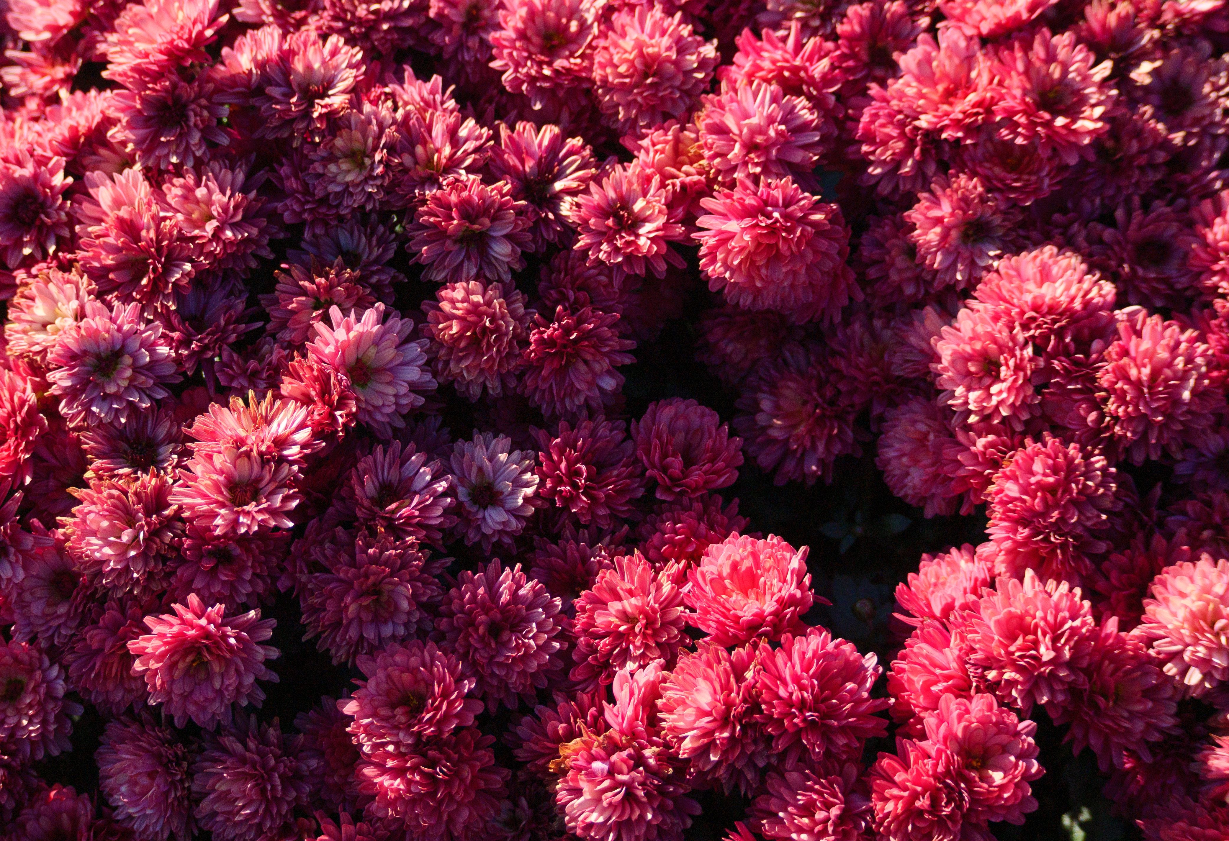 Vibrant pink flowers in full bloom
