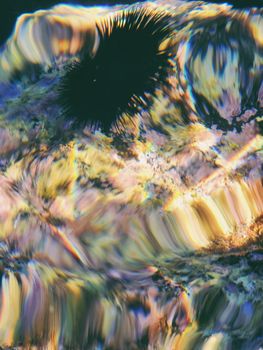 A colorful sea urchin in shimmering waters off the coast of Sicily. — photo by Karl K