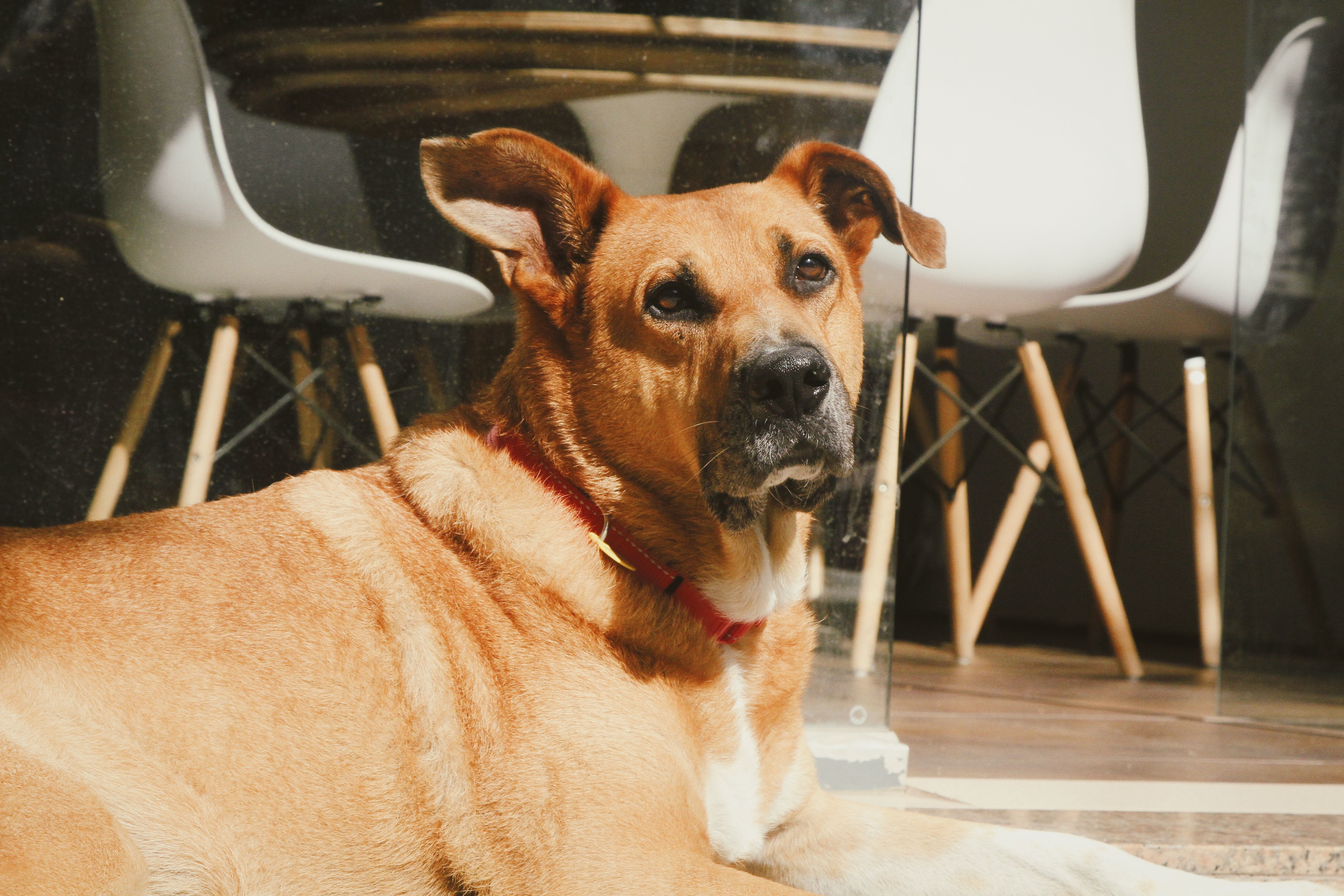 Cão atento numa sala iluminada
