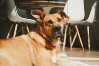 Mongrel dog with red hair lying near entrance to cafeteria