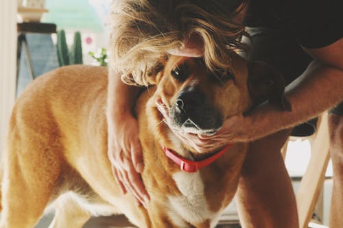 Tan and White Dog