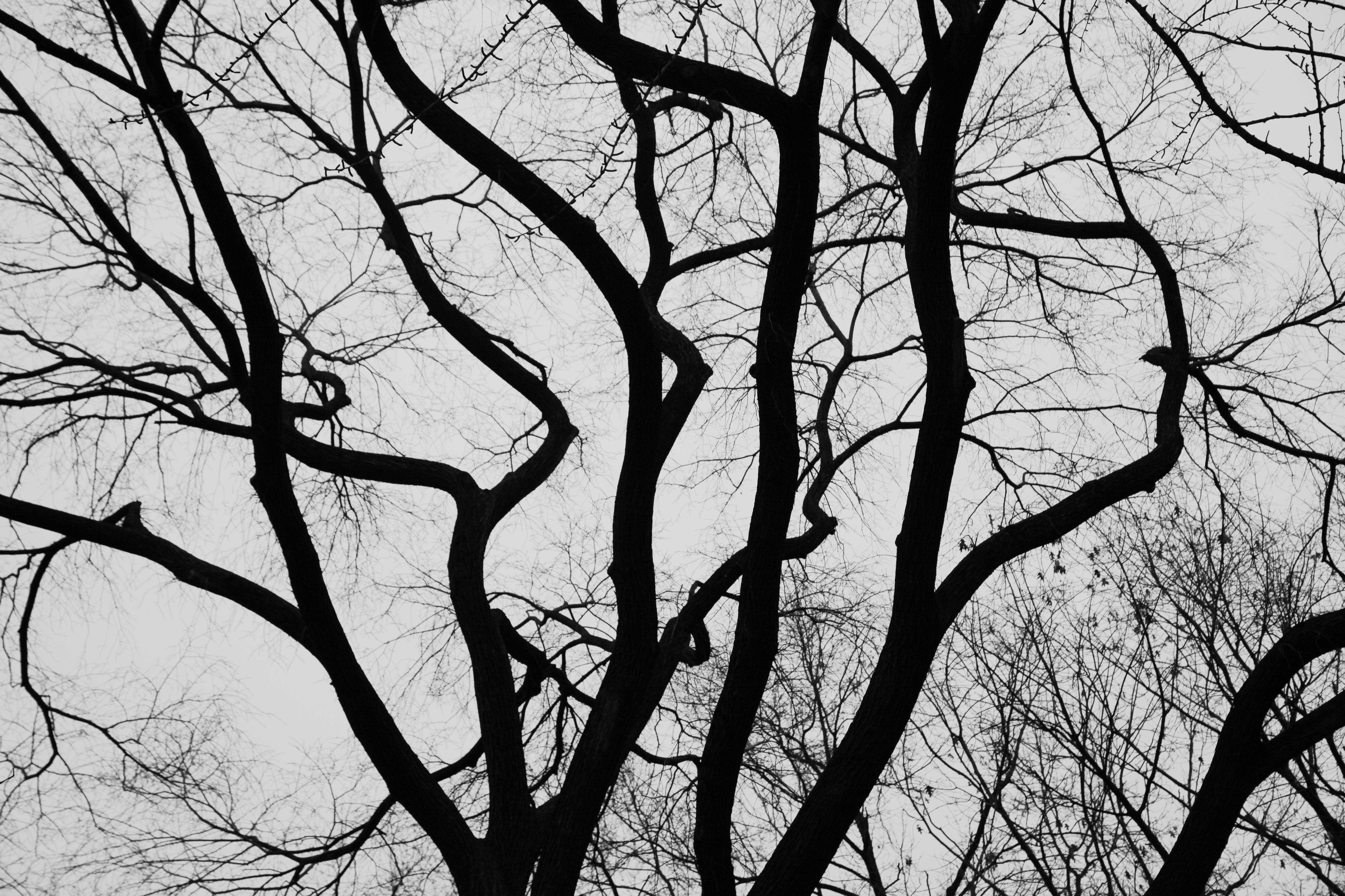 Black and white silhouette of intricate tree branches against a winter sky, evoking a moody atmosphere.