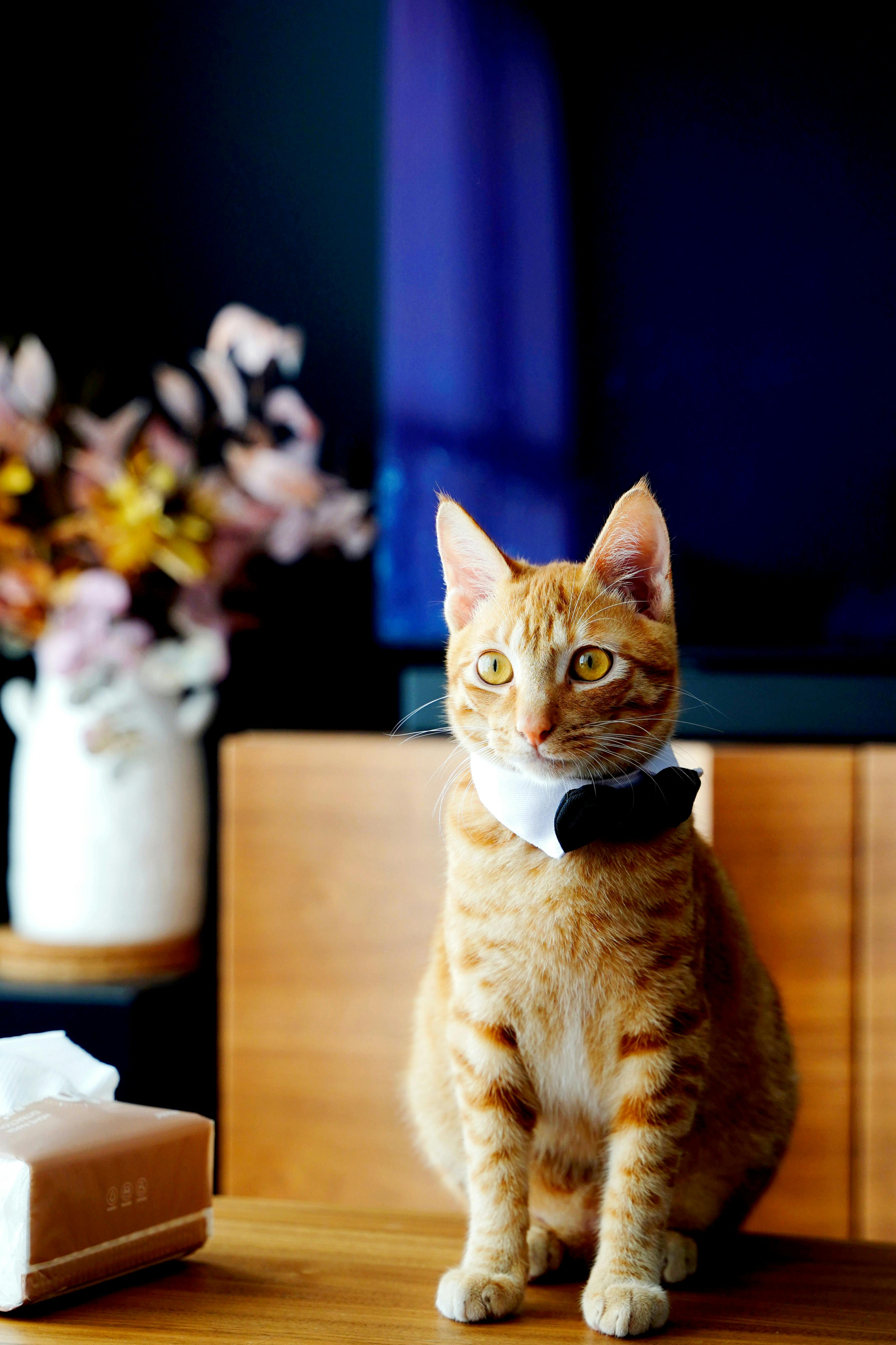 무료 세련된 인테리어의 나비넥타이를 한 우아한 타비 고양이 스톡 사진