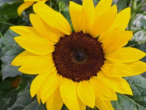 Free Close-up of a vibrant sunflower with yellow petals in Sylt, Germany. Stock Photo