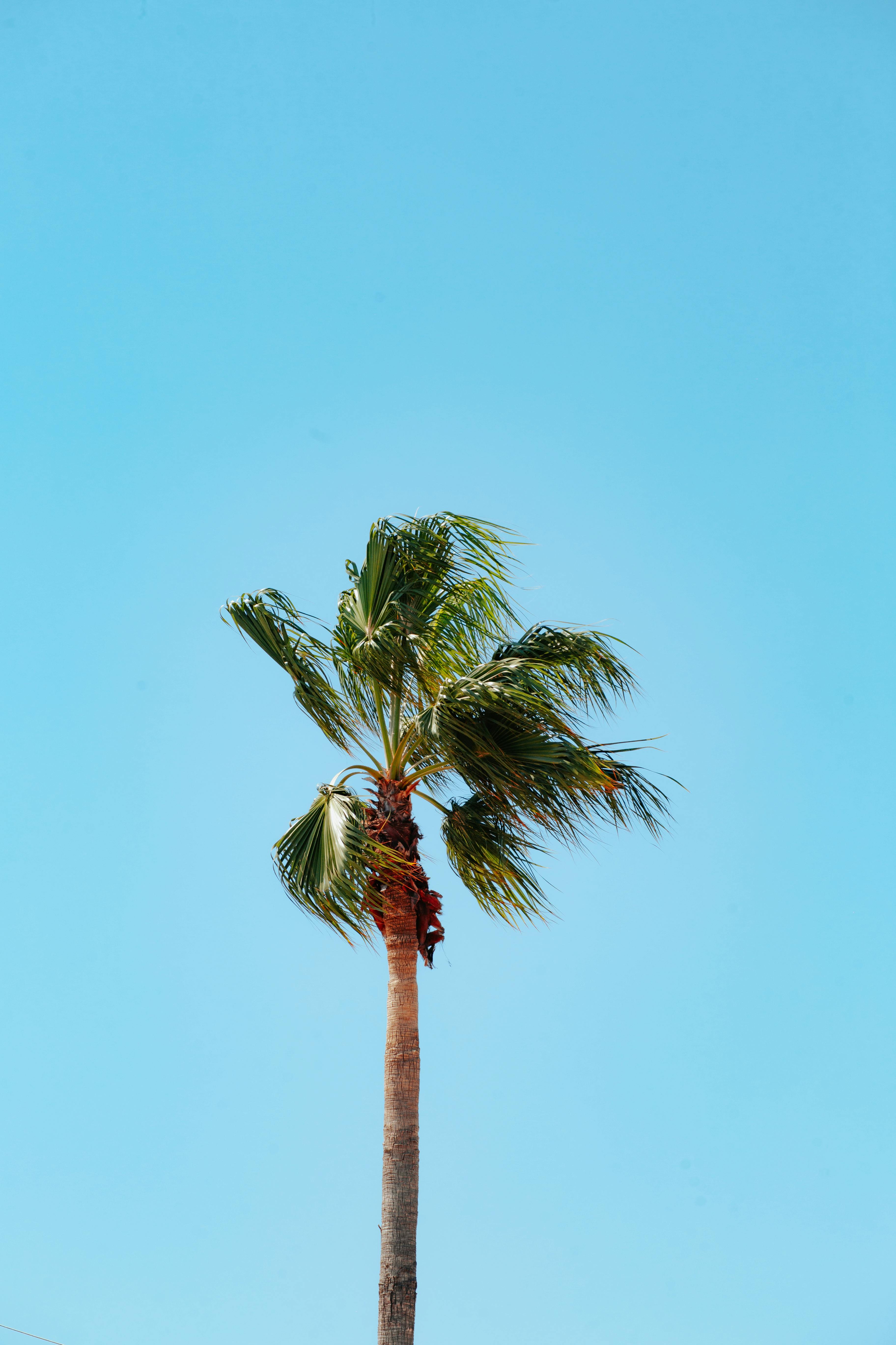 A lonely palm tree stands tall under a bright blue sky in Adana, Türkiye.