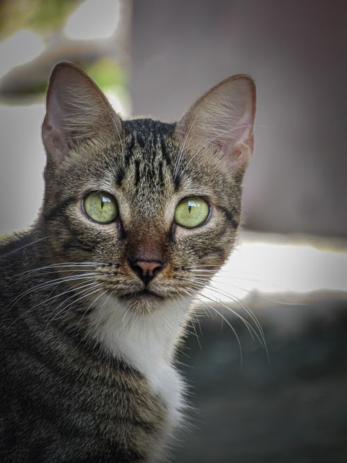 Free A detailed close-up of a striped domestic cat with green eyes outdoors. Stock Photo