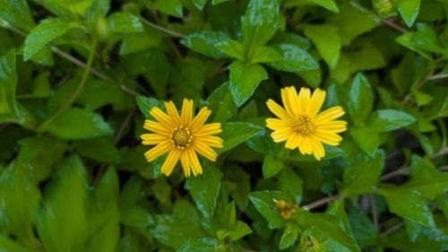 Free Yellow flower with green leaves Stock Photo