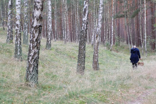 A person walking through a tranquil birch forest carrying a basket.