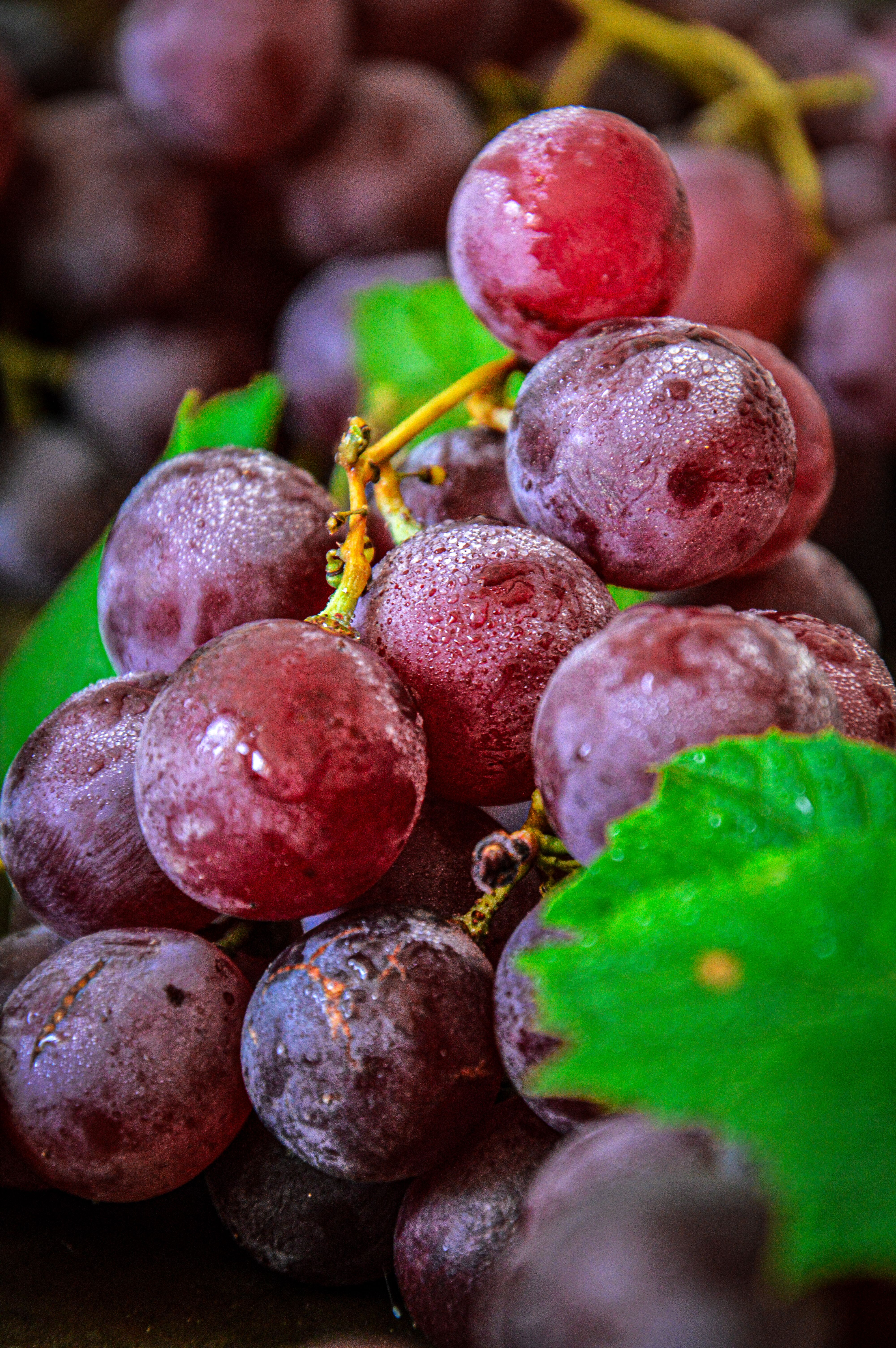 Fresh purple grapes with dew