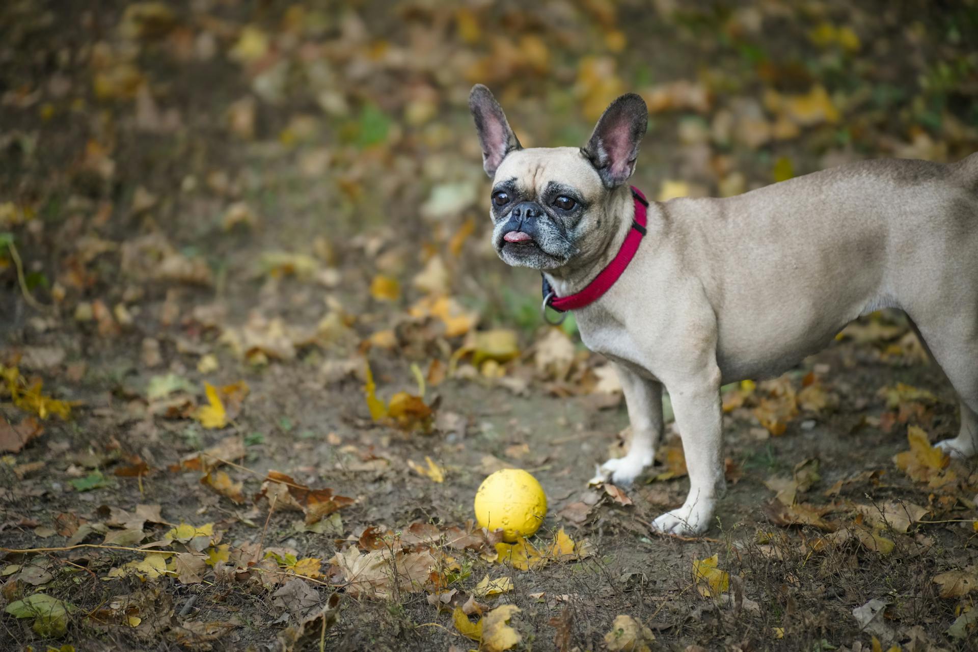 French Bulldog Playing Outdoors in Autumn Leaves