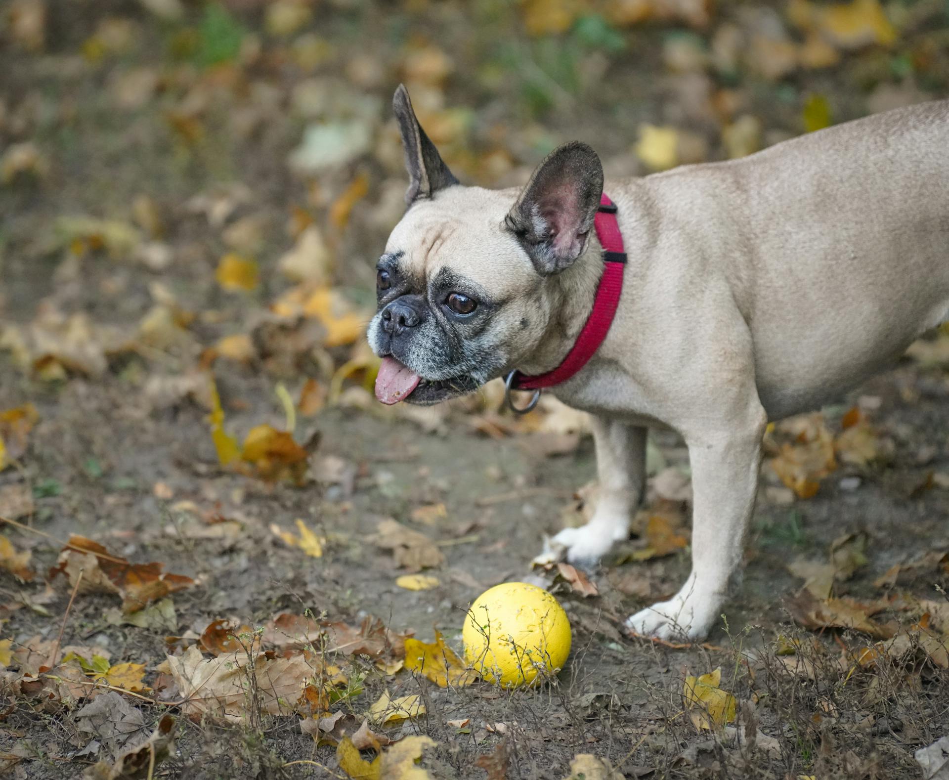 French Bulldog with Ball in Autumn Park