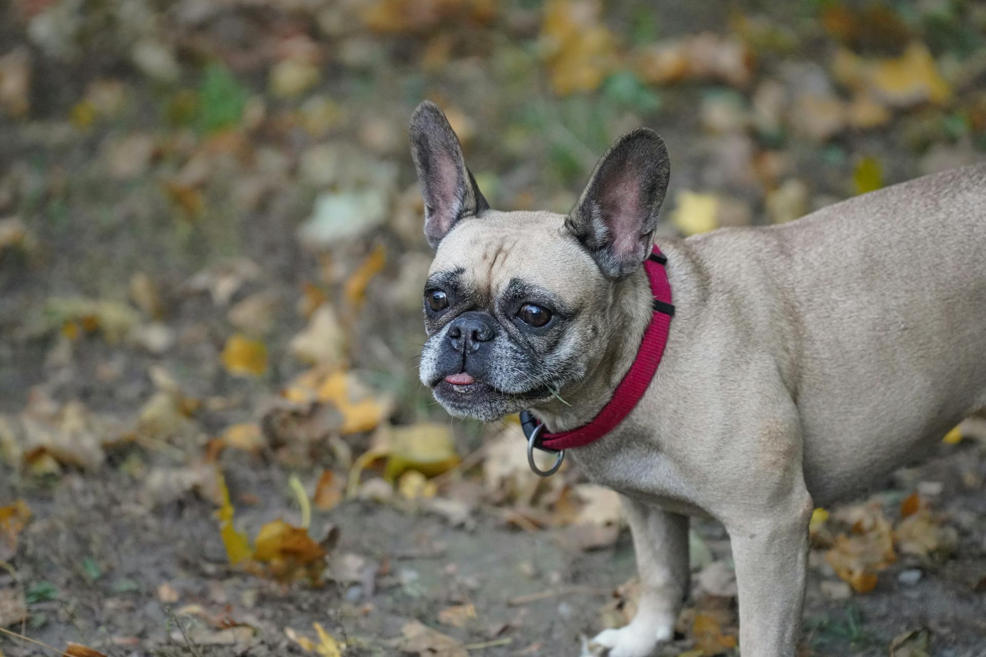 Cute French Bulldog in Autumn Setting