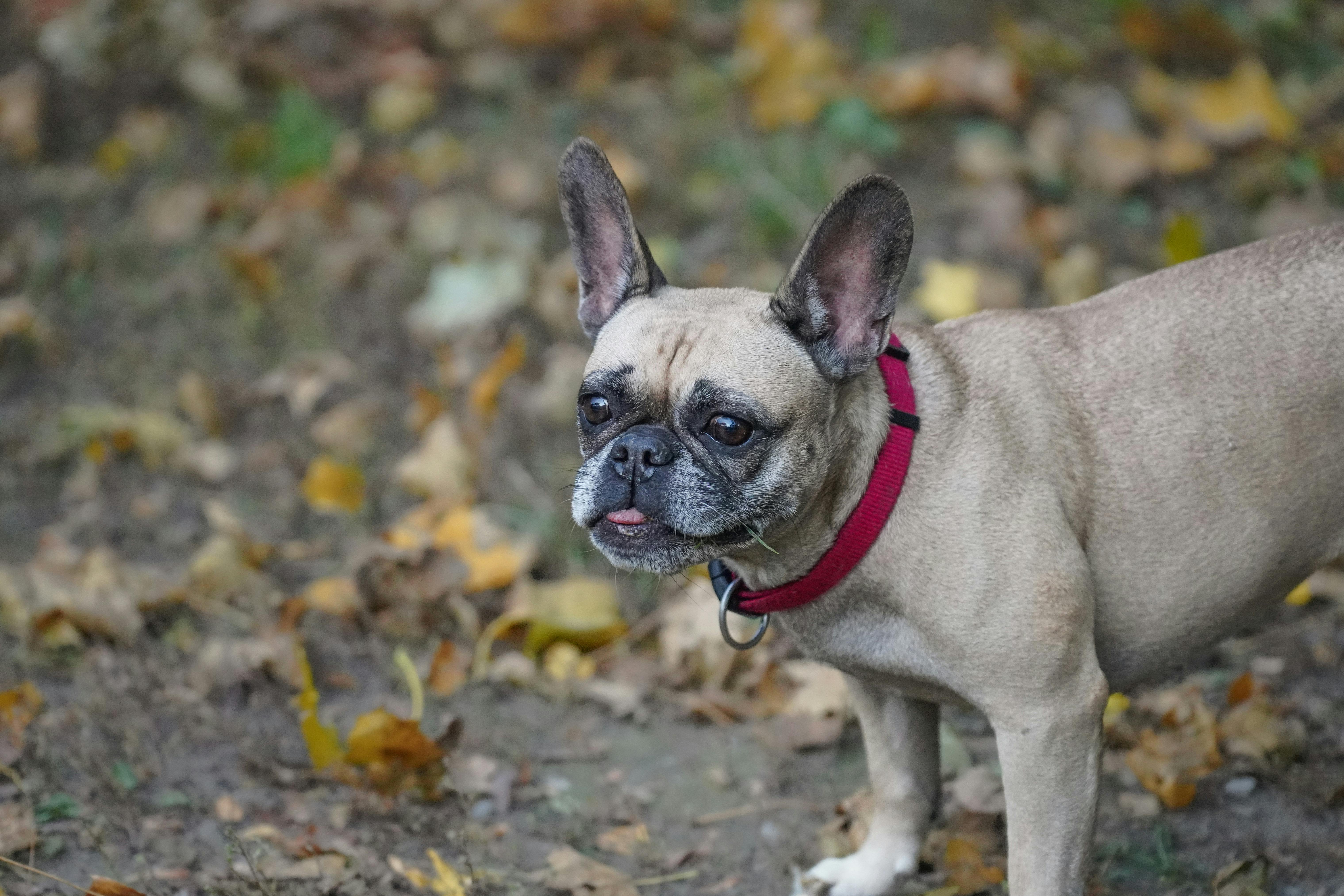 Cute French Bulldog in Autumn Setting · Free Stock Photo