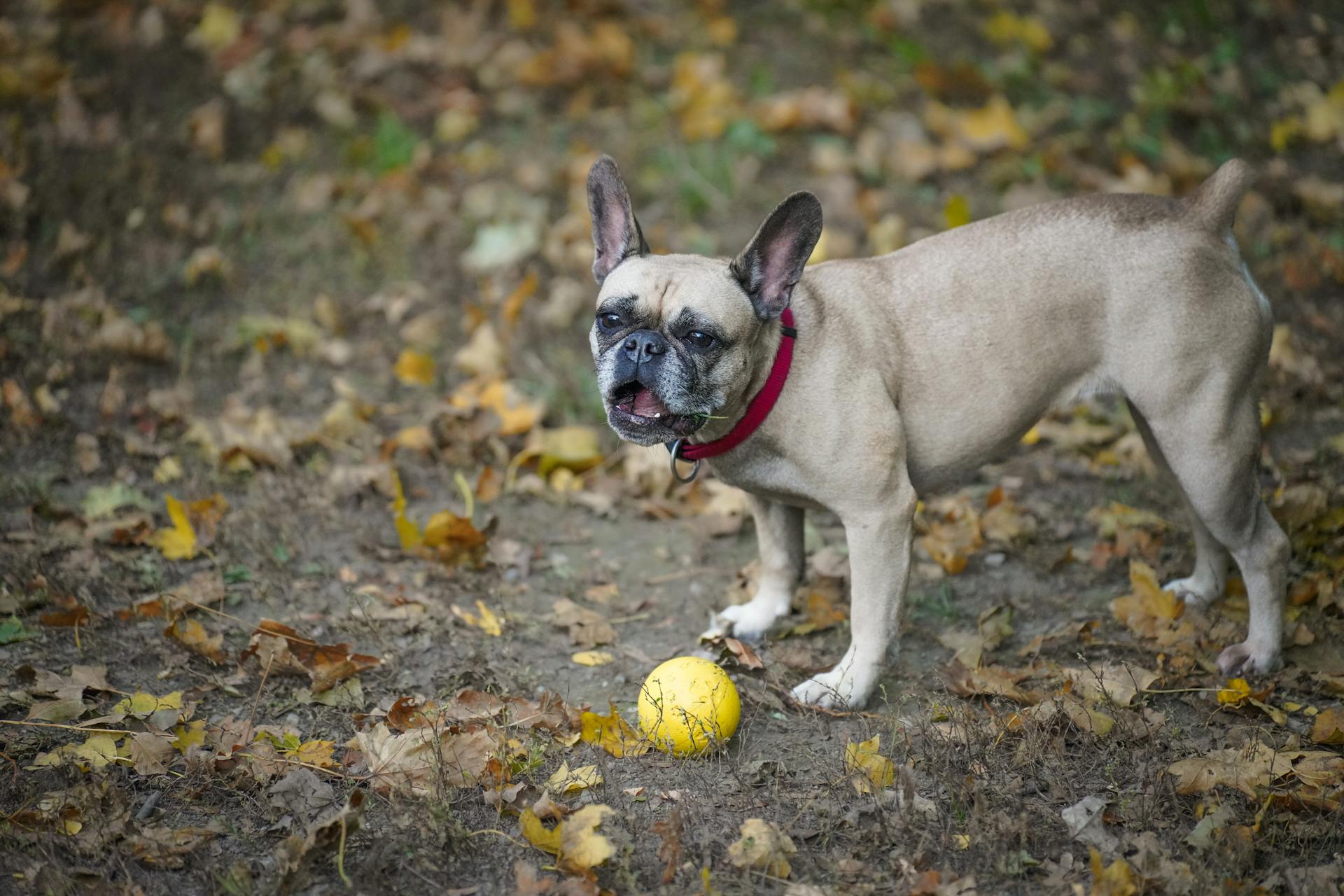 Fransk bulldog leker med bollen i höstblad